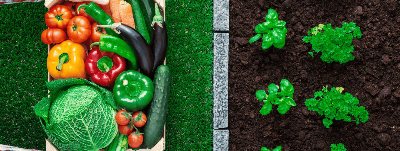 Zrównoważona produkcja żywności: Jak wspierać rolnictwo zrównoważone i lokalne, aby chronić środowisko